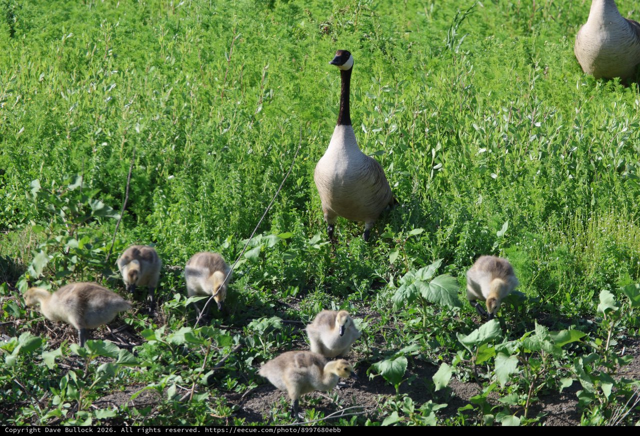 Canada Goose Family Foraging in Spring Wetlands
