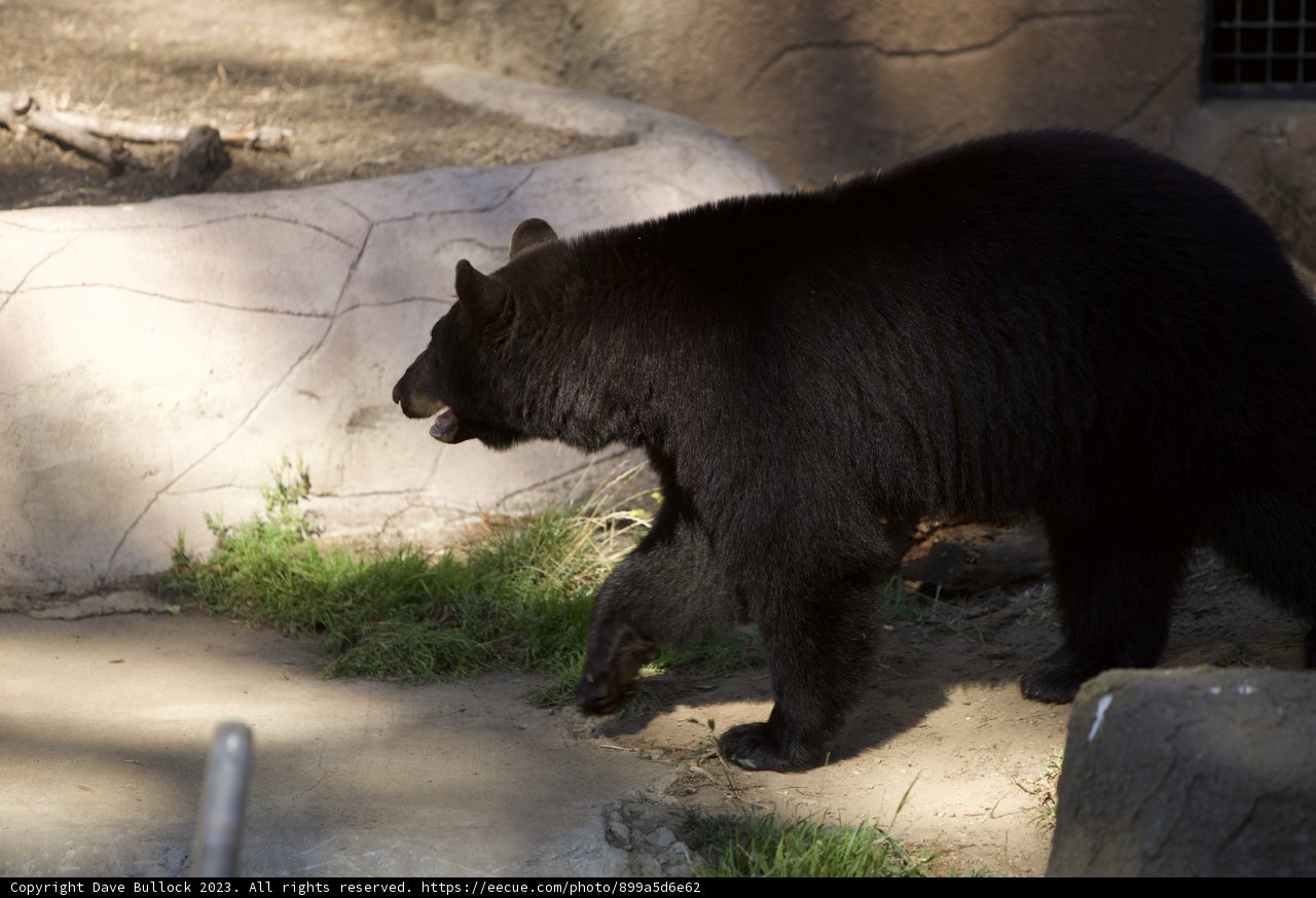 Black Bear Stroll at SF Zoo