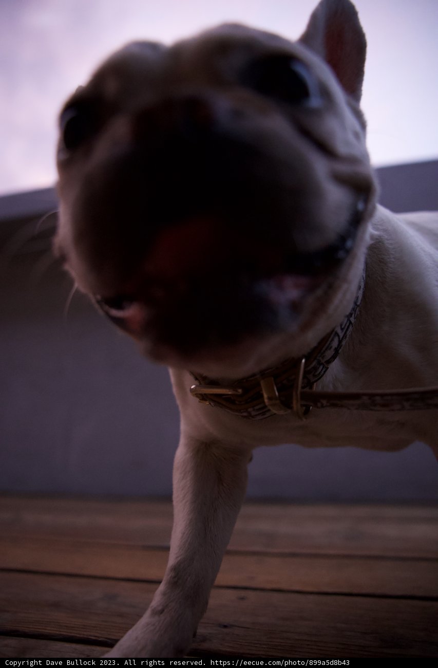 A Bulldog's Gaze