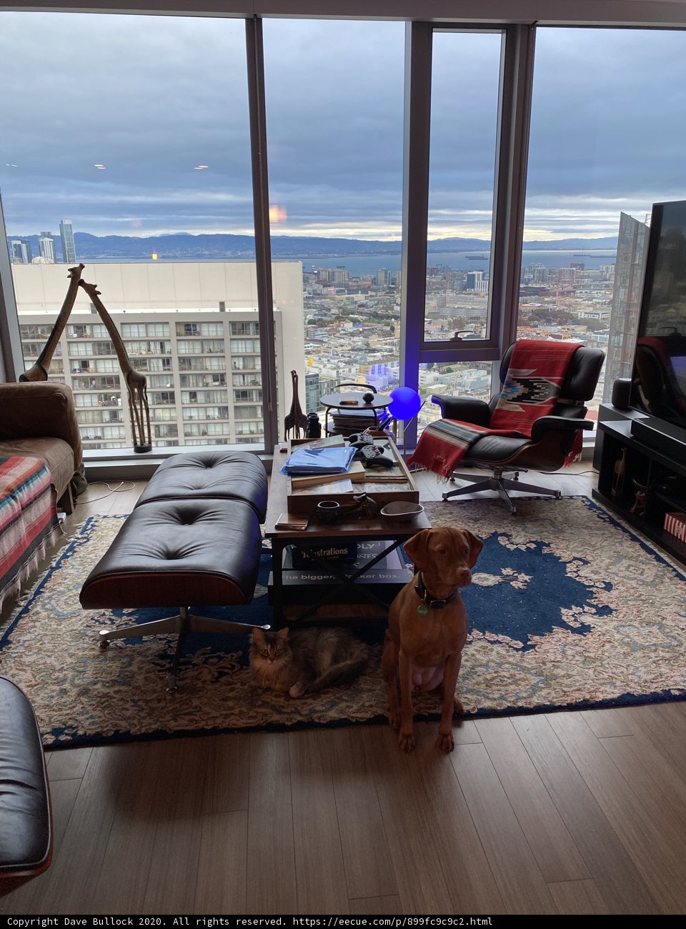 Cozy Living Room with Canine Companion