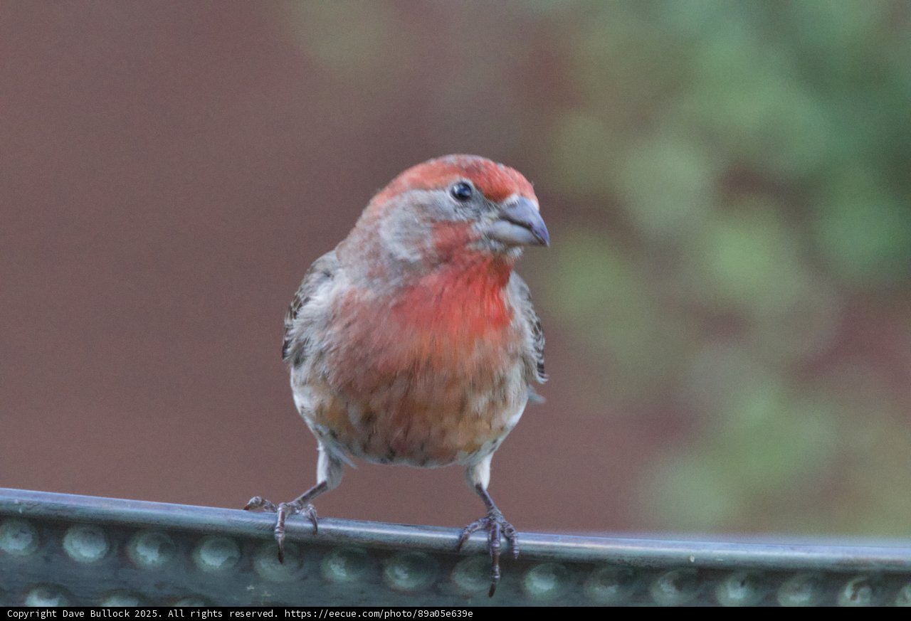 Springtime Finch