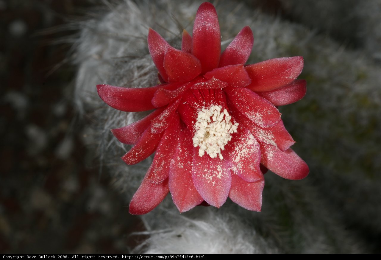 Red Flower with White Fuzz on a Cactus