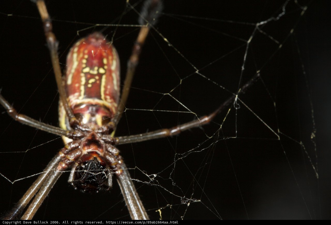 Red and Black Garden Spider