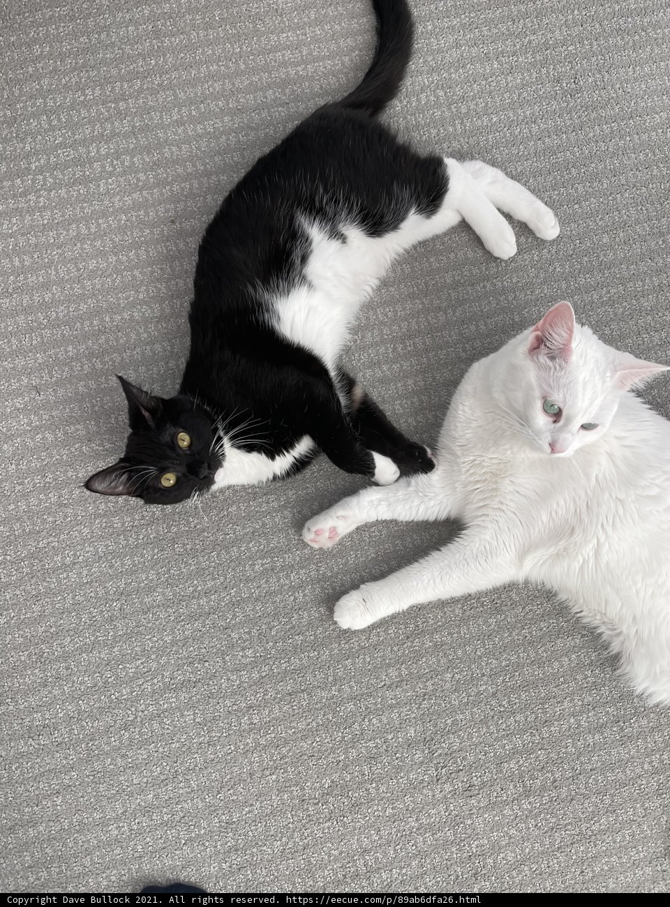 Feline Friends