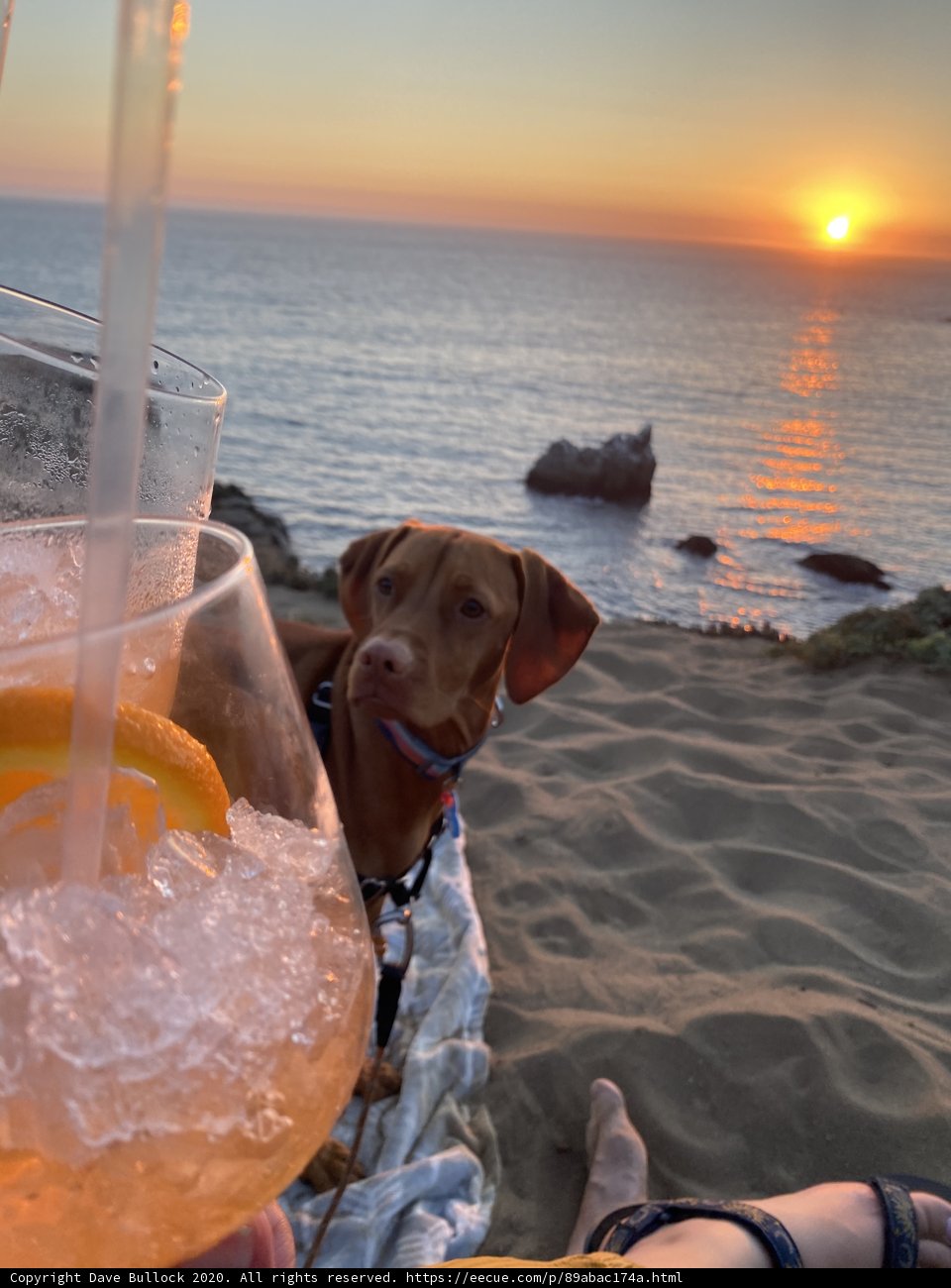 Sunset Serenade with Man's Best Friend