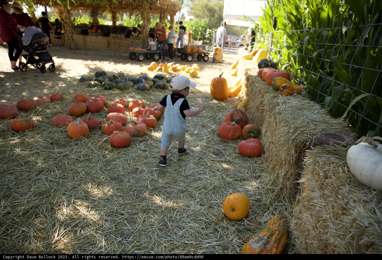 Autumn Adventure in the Pumpkin Patch