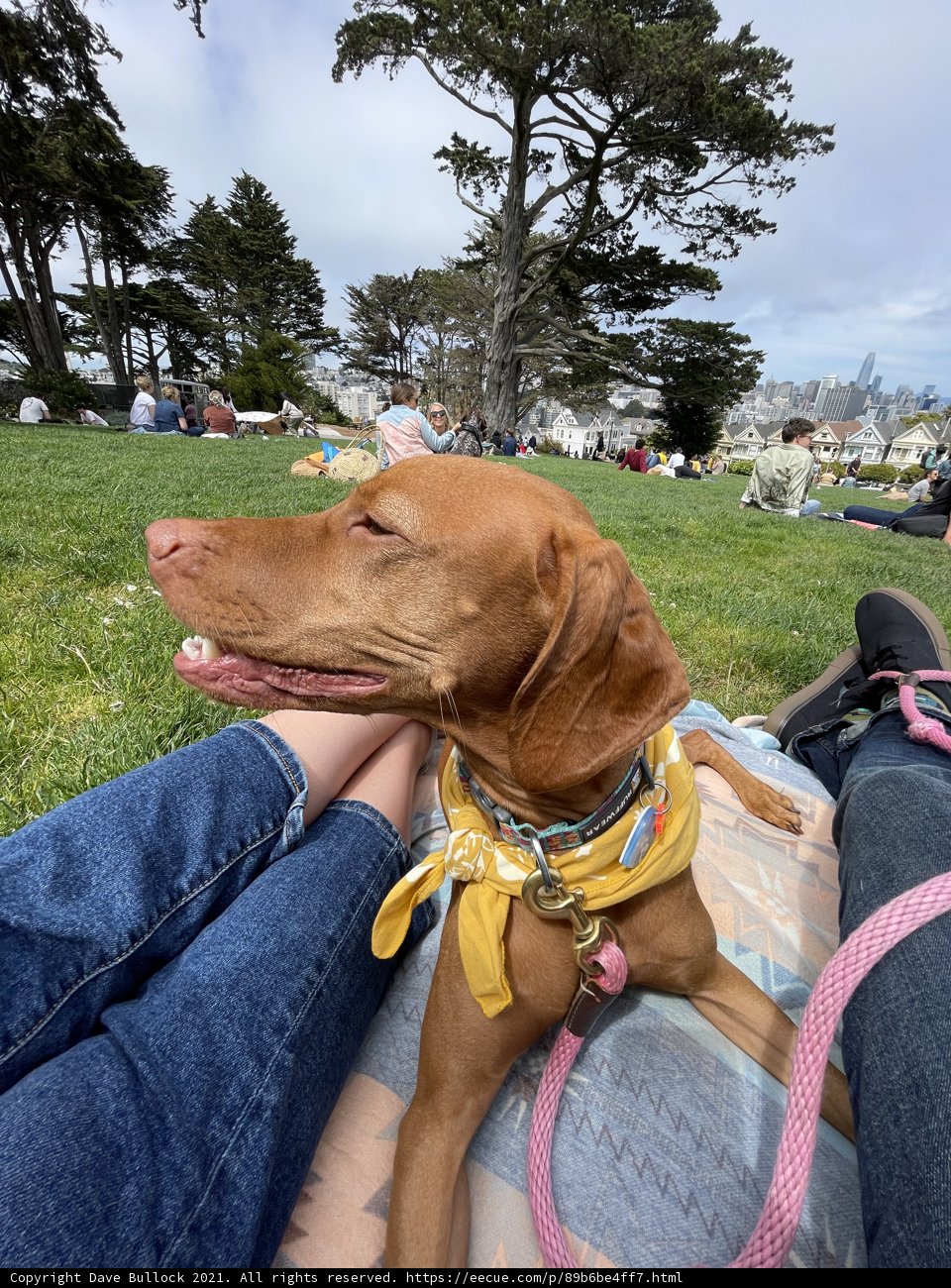 Canine Companionship