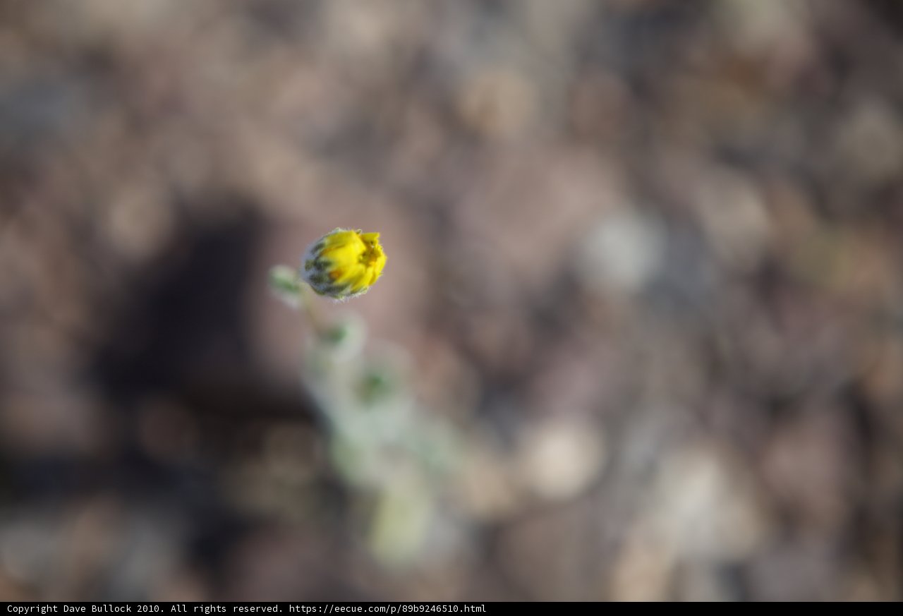 Bright Blossom in the Desert