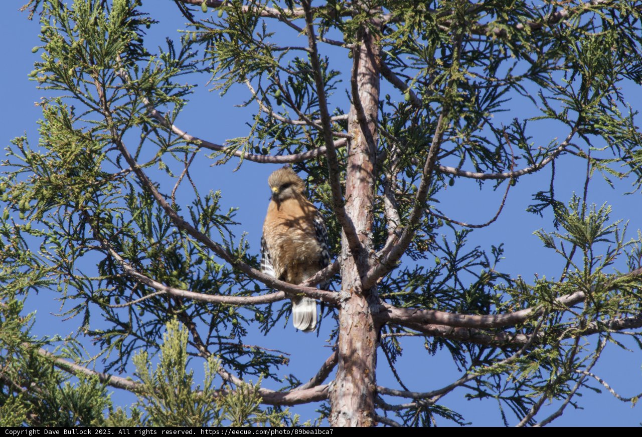 Perched Majesty