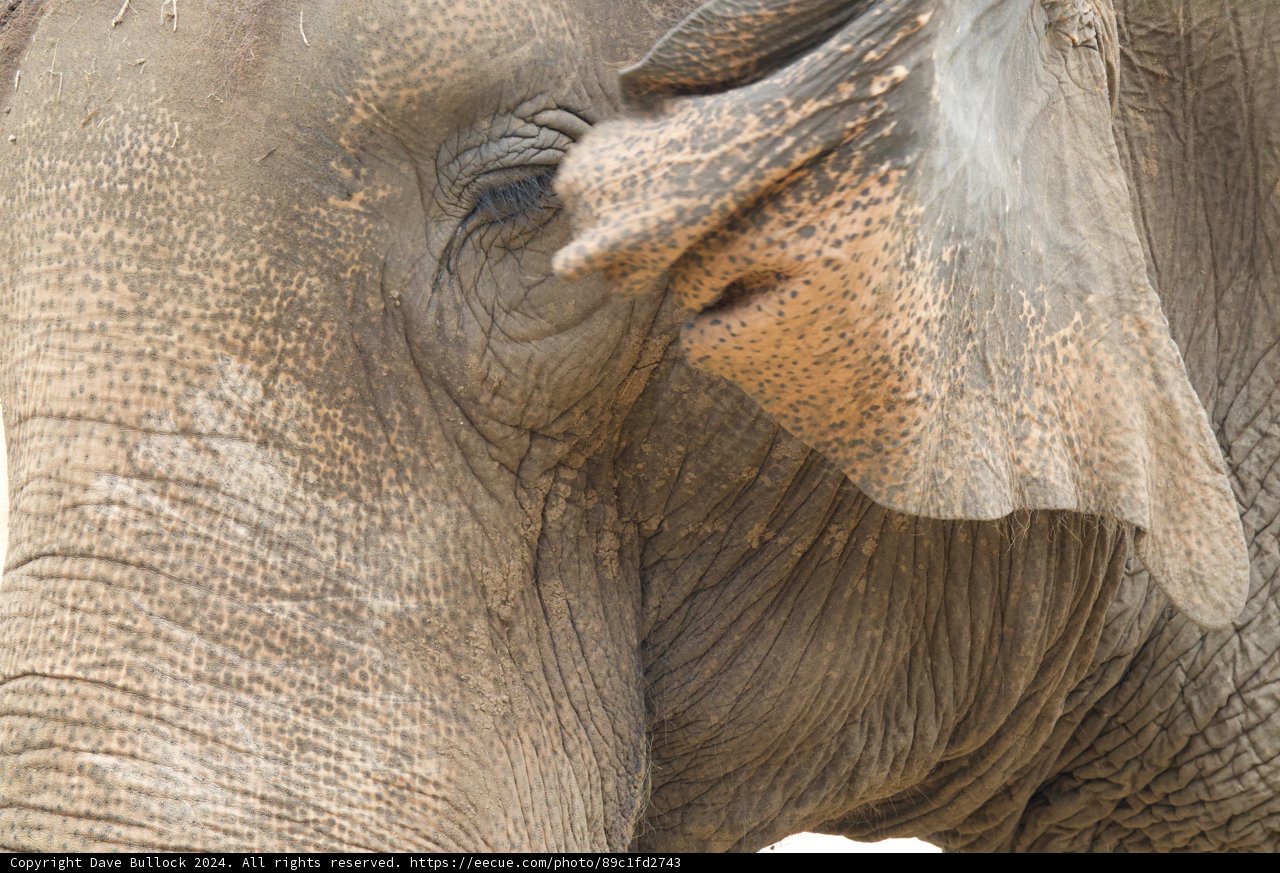 The Gentle Giant of Honolulu Zoo