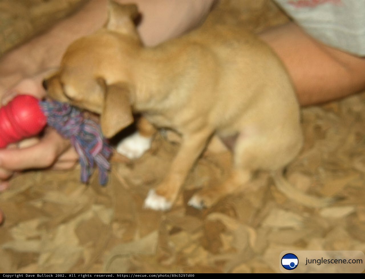 Playtime with Puppy
