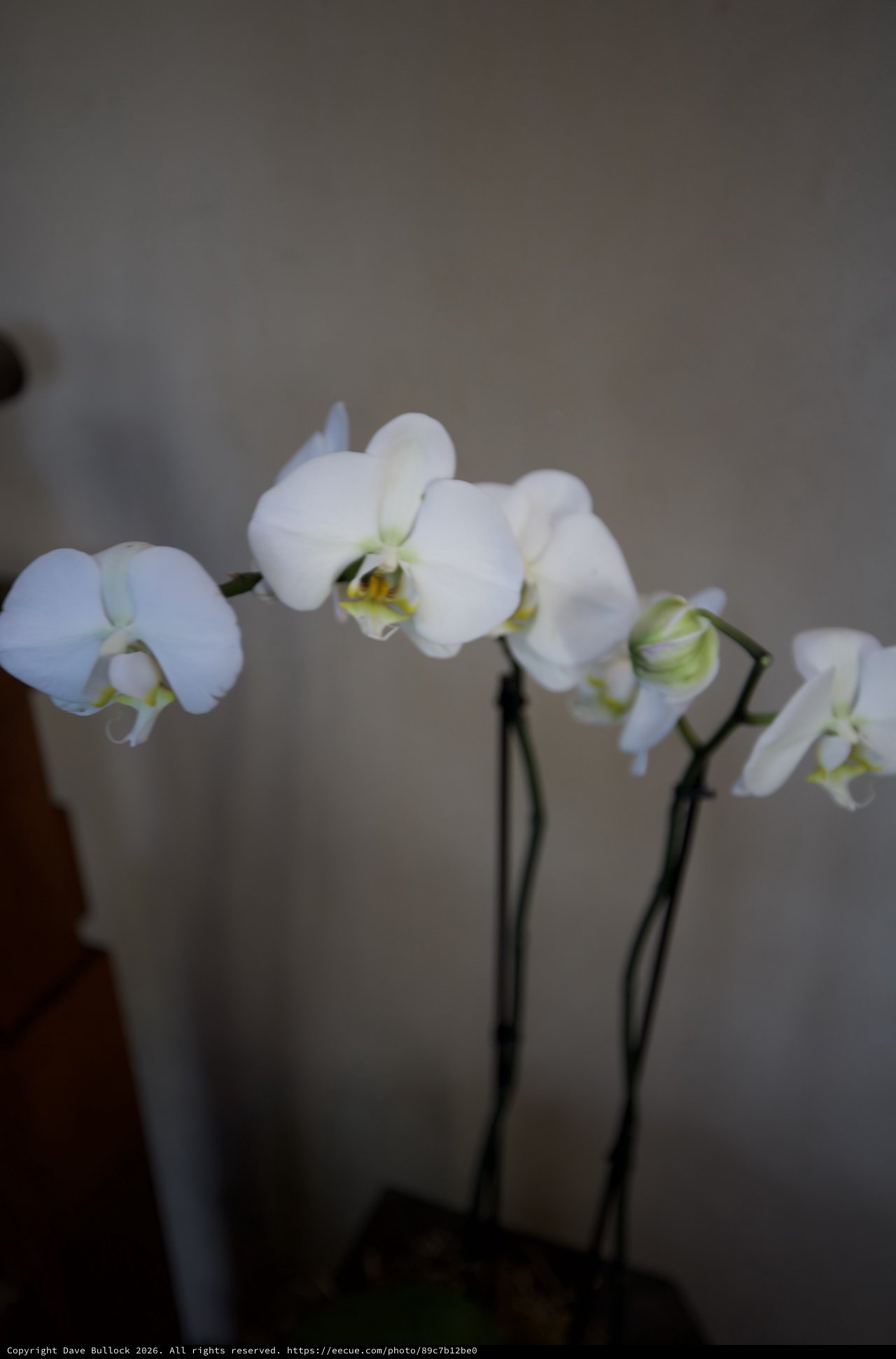 Delicate White Orchids Against Neutral Background