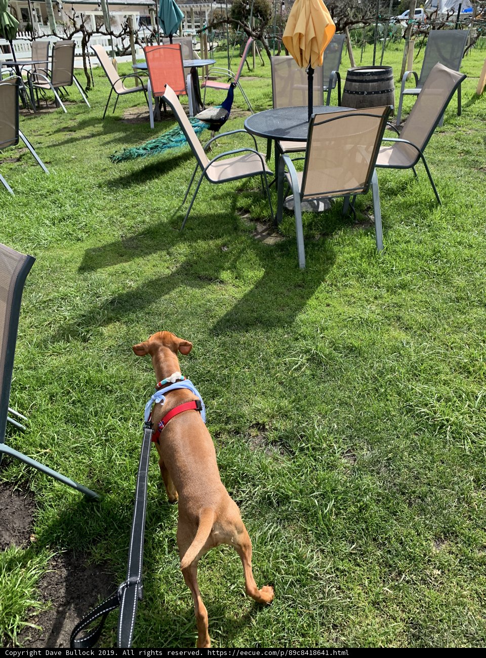 A Vizsla's Walk in the Park