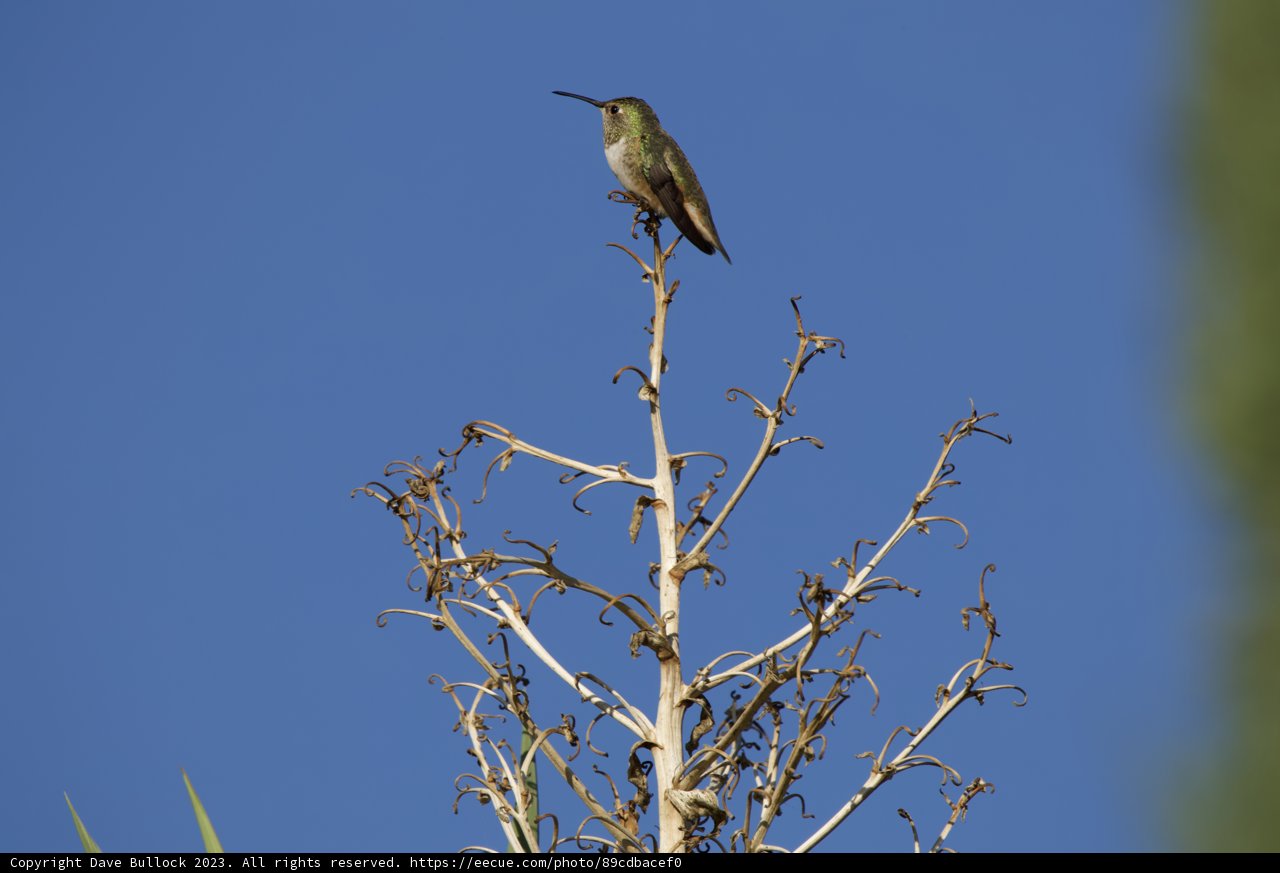 Morning Serenade from a Feathered Friend