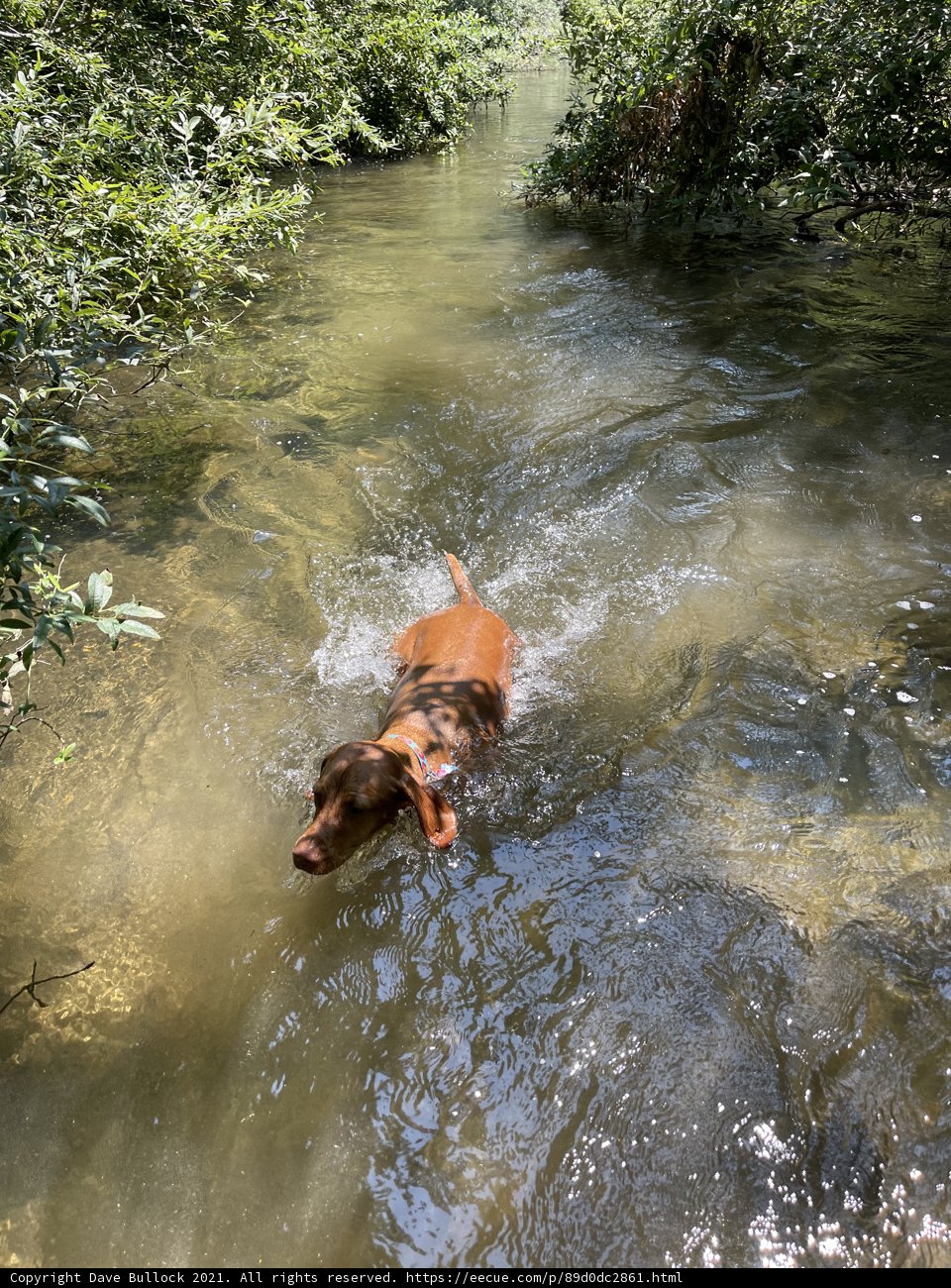 Puppy Paddle
