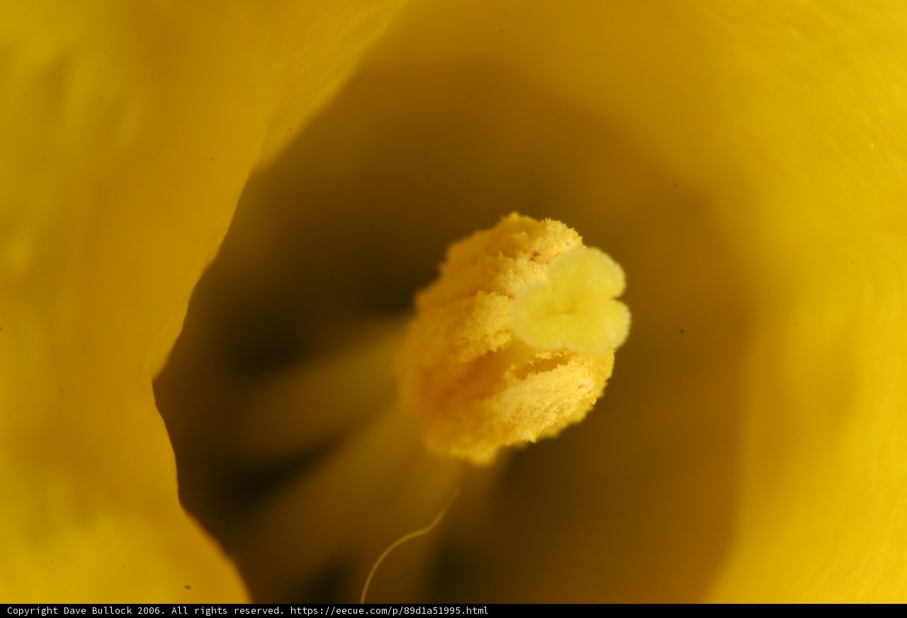 Yellow Beauty in Bloom