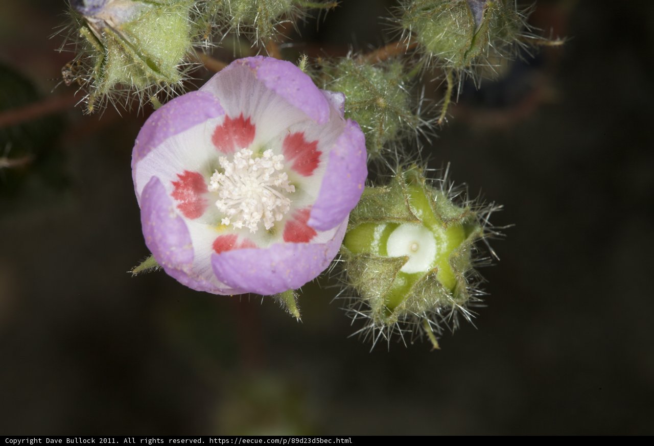 Geranium with White Spots