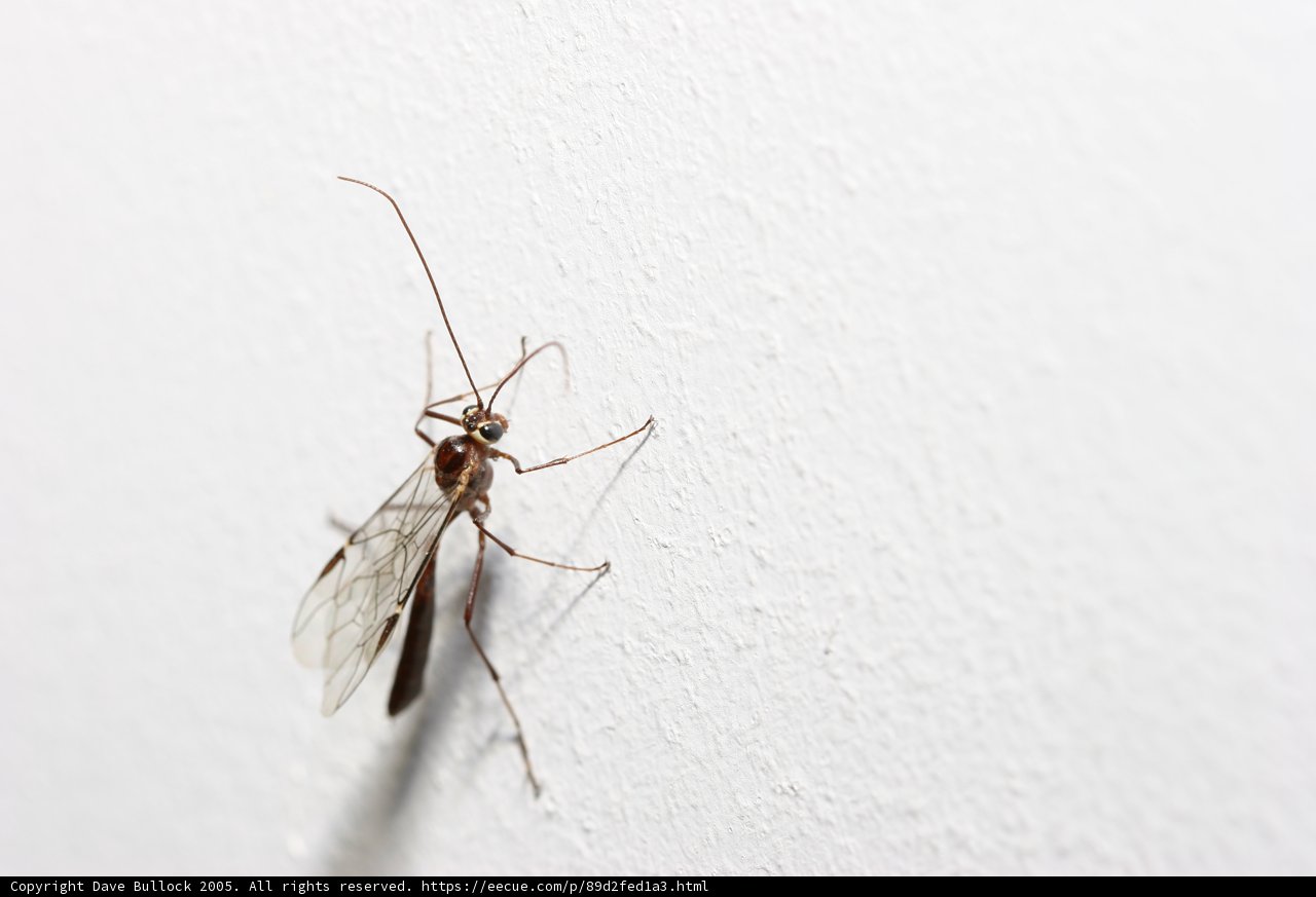 Mosquito: A Symbol of Blood-sucking Insects