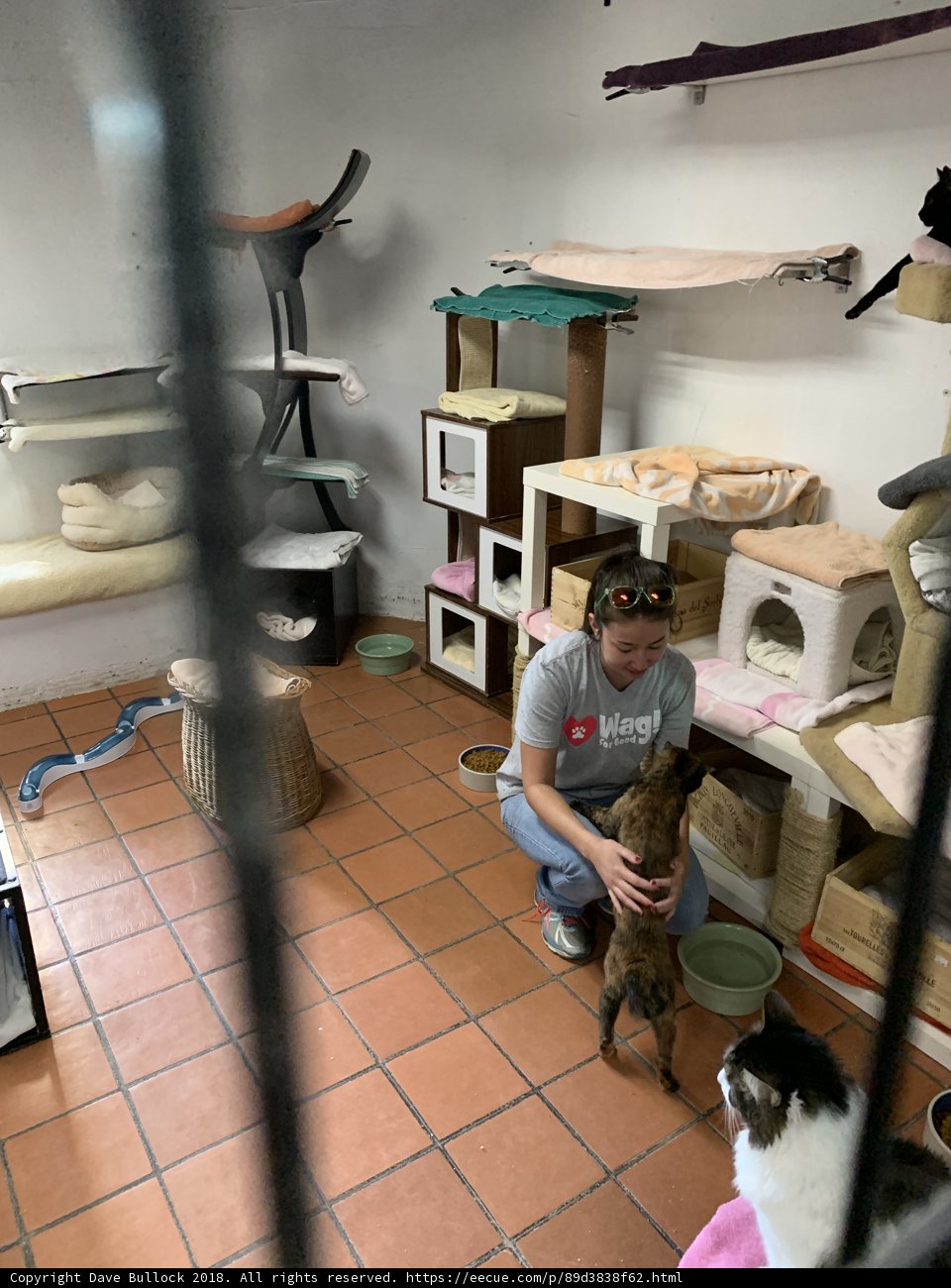 Furry Friend in the Cat Room