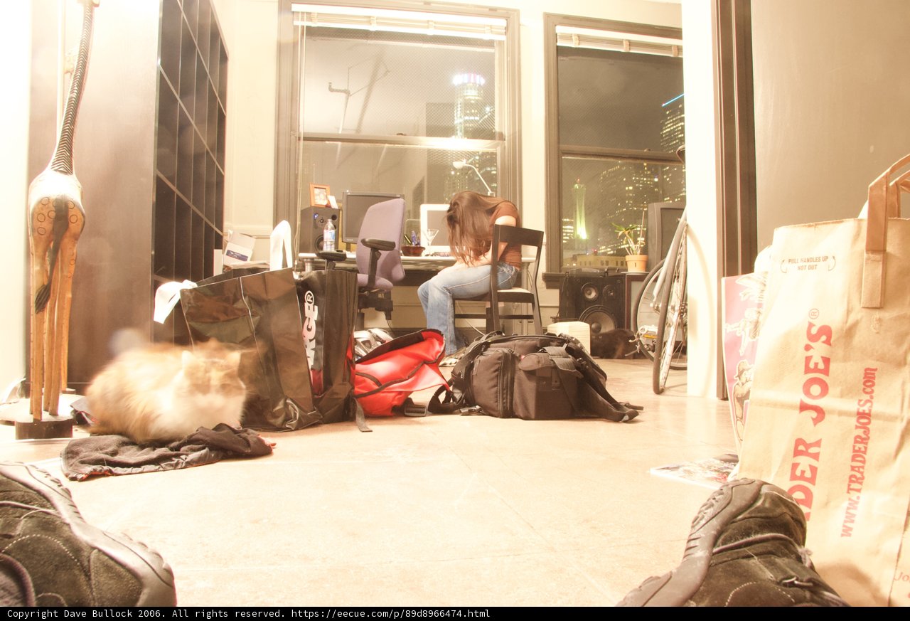 Feline Floor Companion