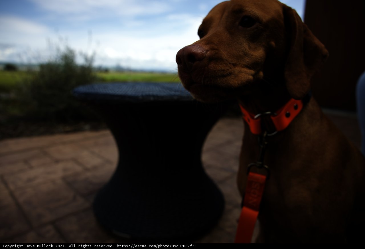 Canine Companion at Bouchaine Vineyards