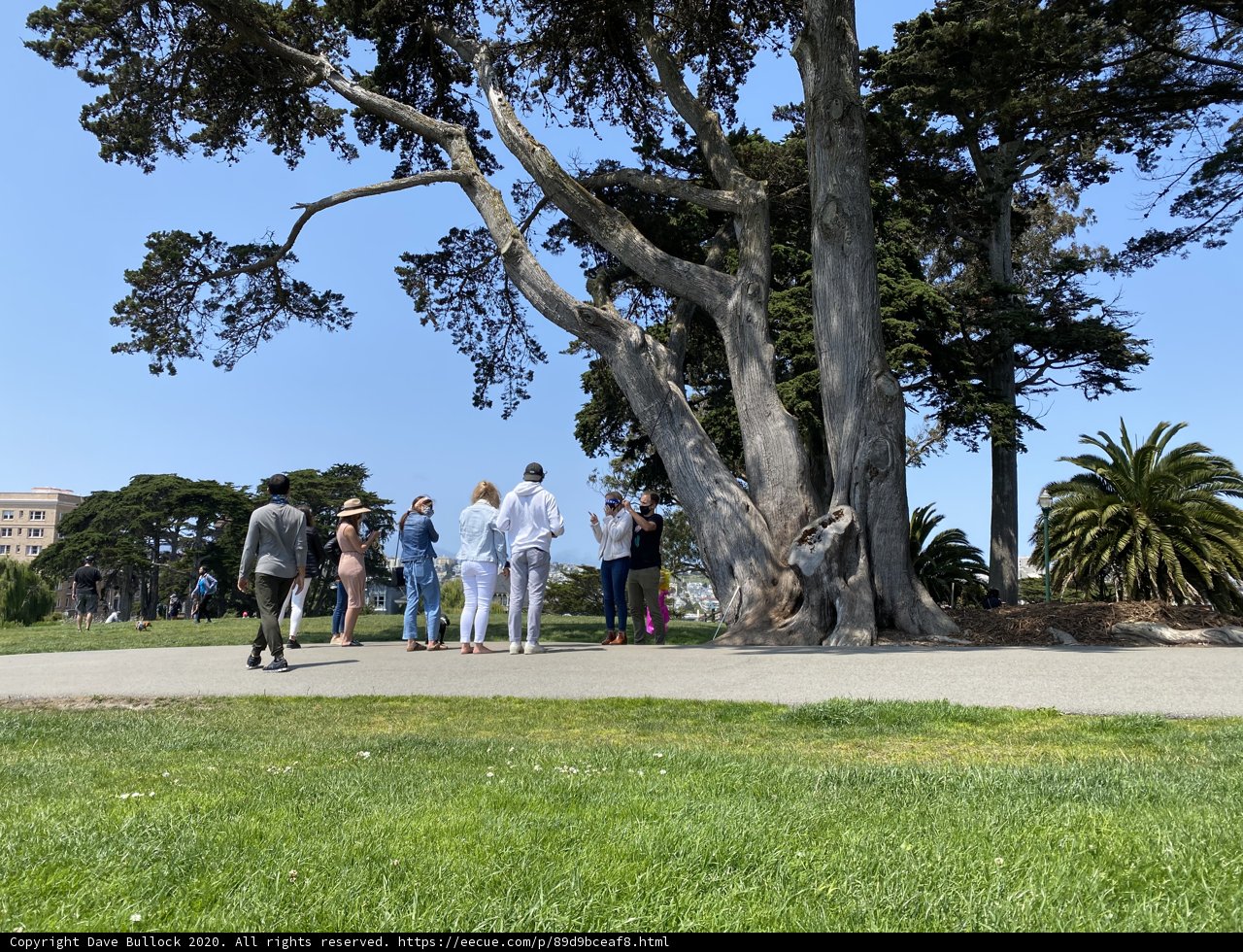Gathering around the majestic tree