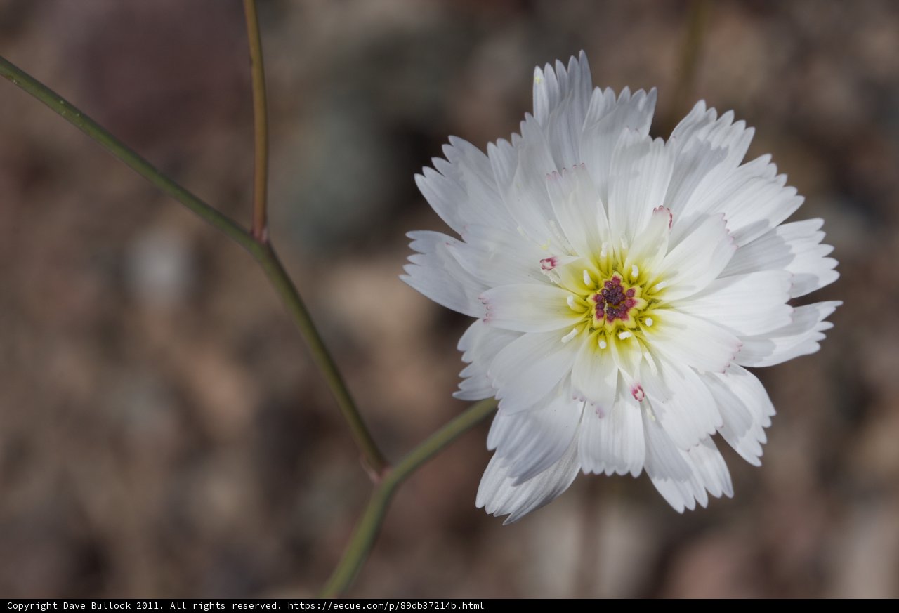 Blooming on Rocks