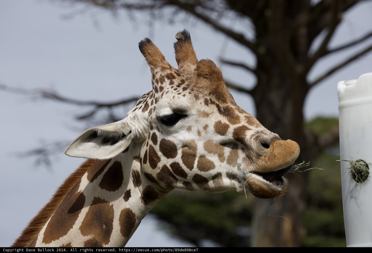 Brunch at SF Zoo