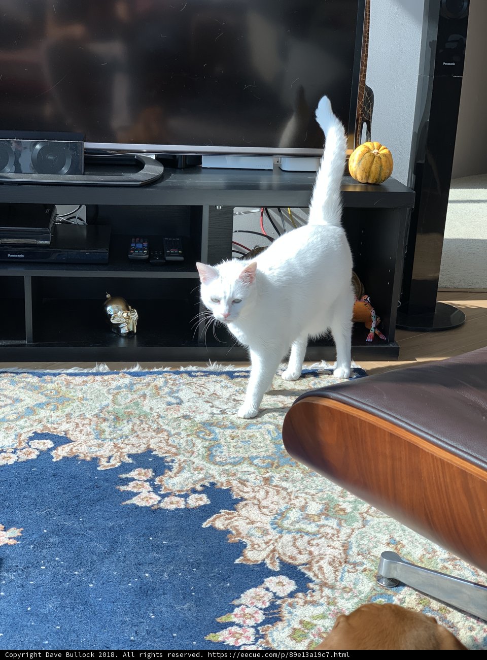 Feline Entertainment