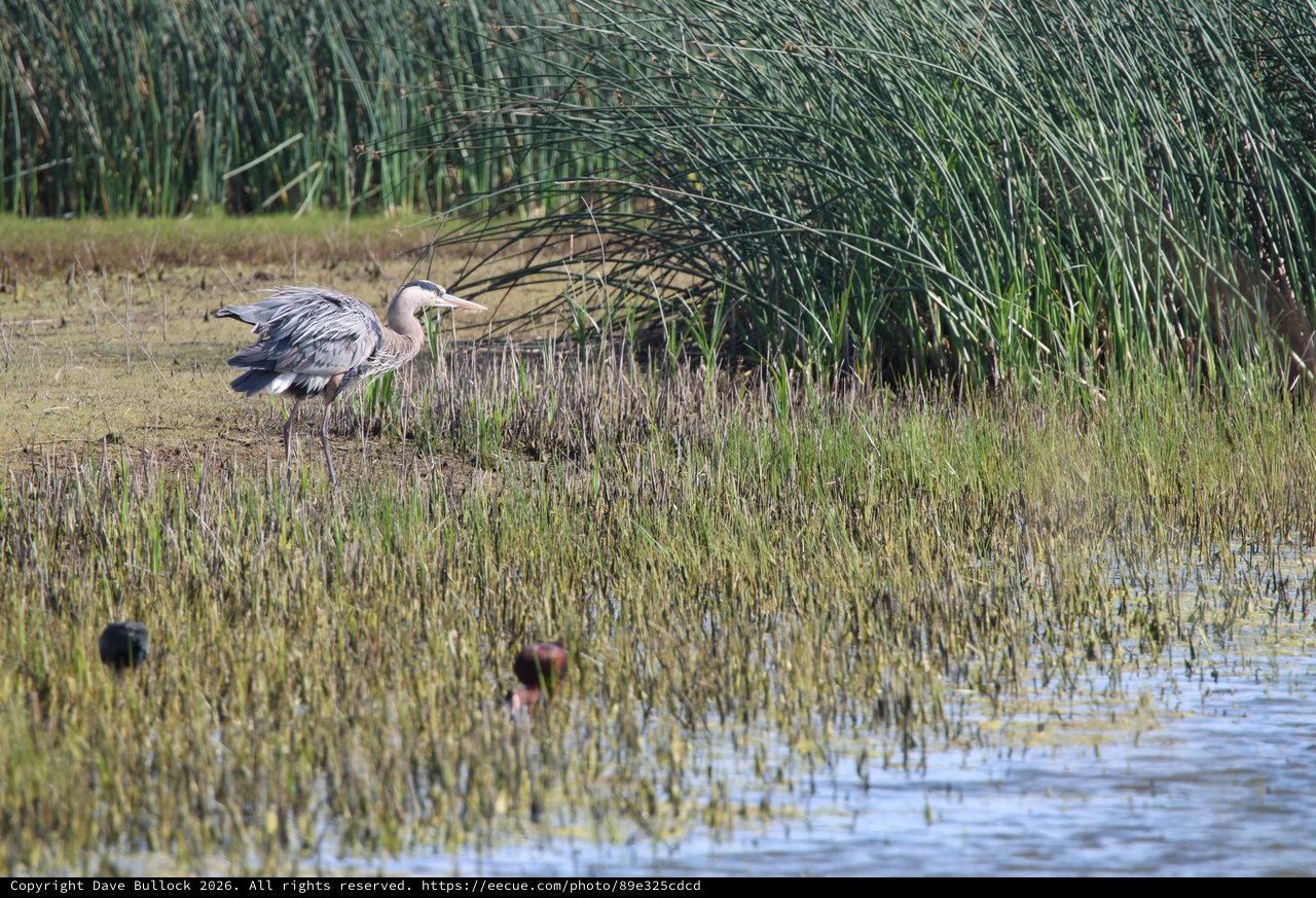 Great Blue Heron Wading in Wetland Marsh