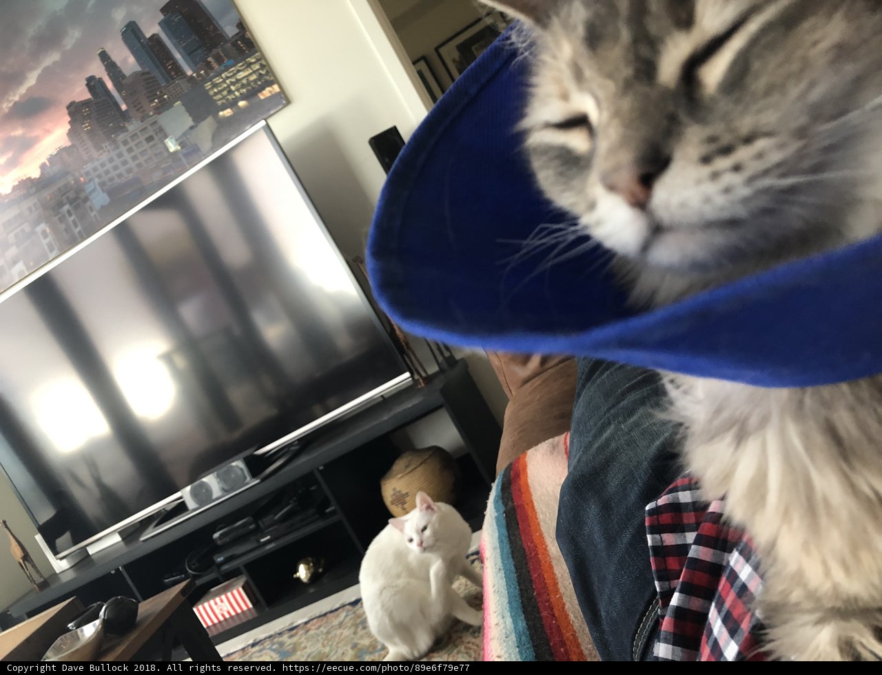 The Blue-Cone Cat