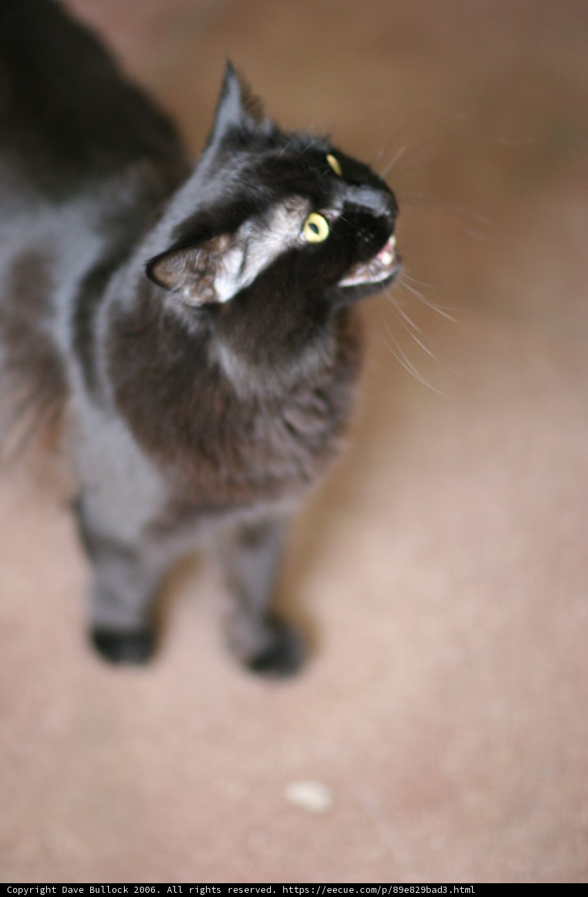 Mysterious Black Manx