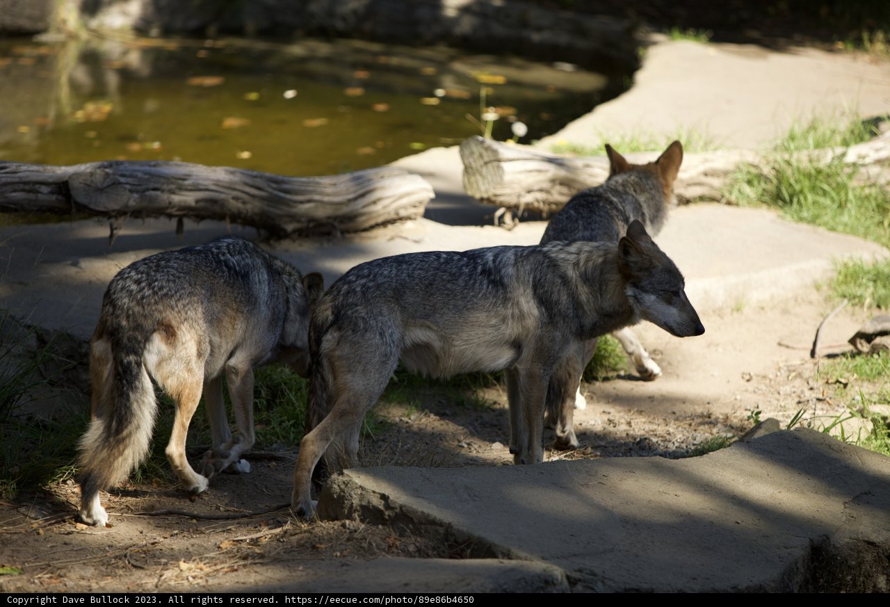 Treasure of the San Francisco Zoo: Pack of Wolves
