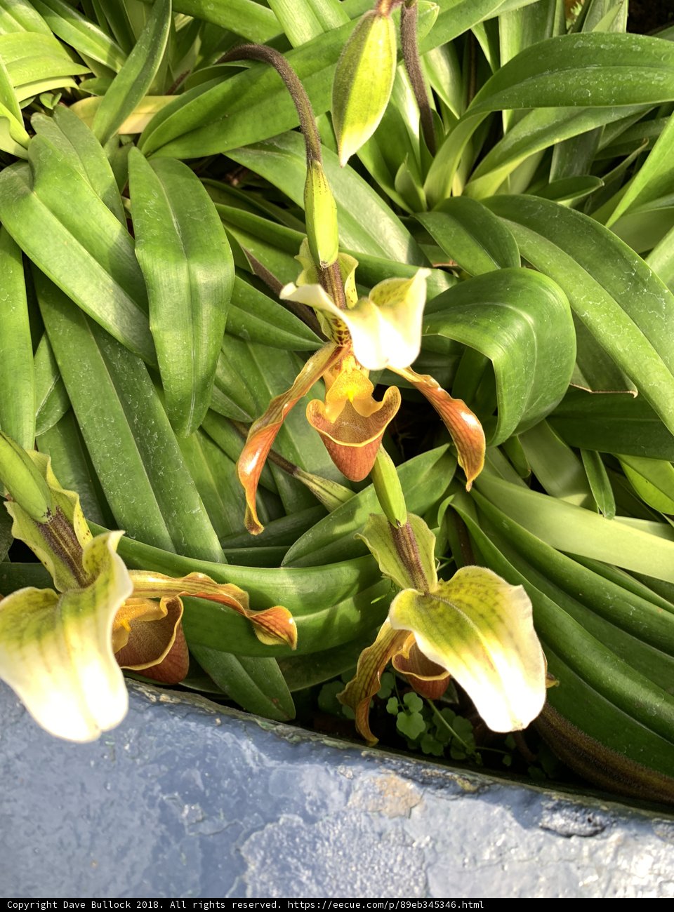 A Bunch of Blooming Orchids