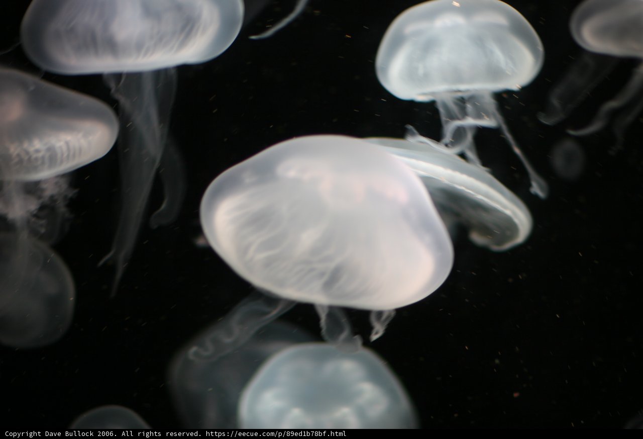 Mesmerizing Jellyfish in the Aquarium
