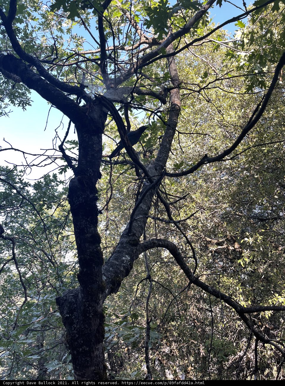 Solitude in Nature