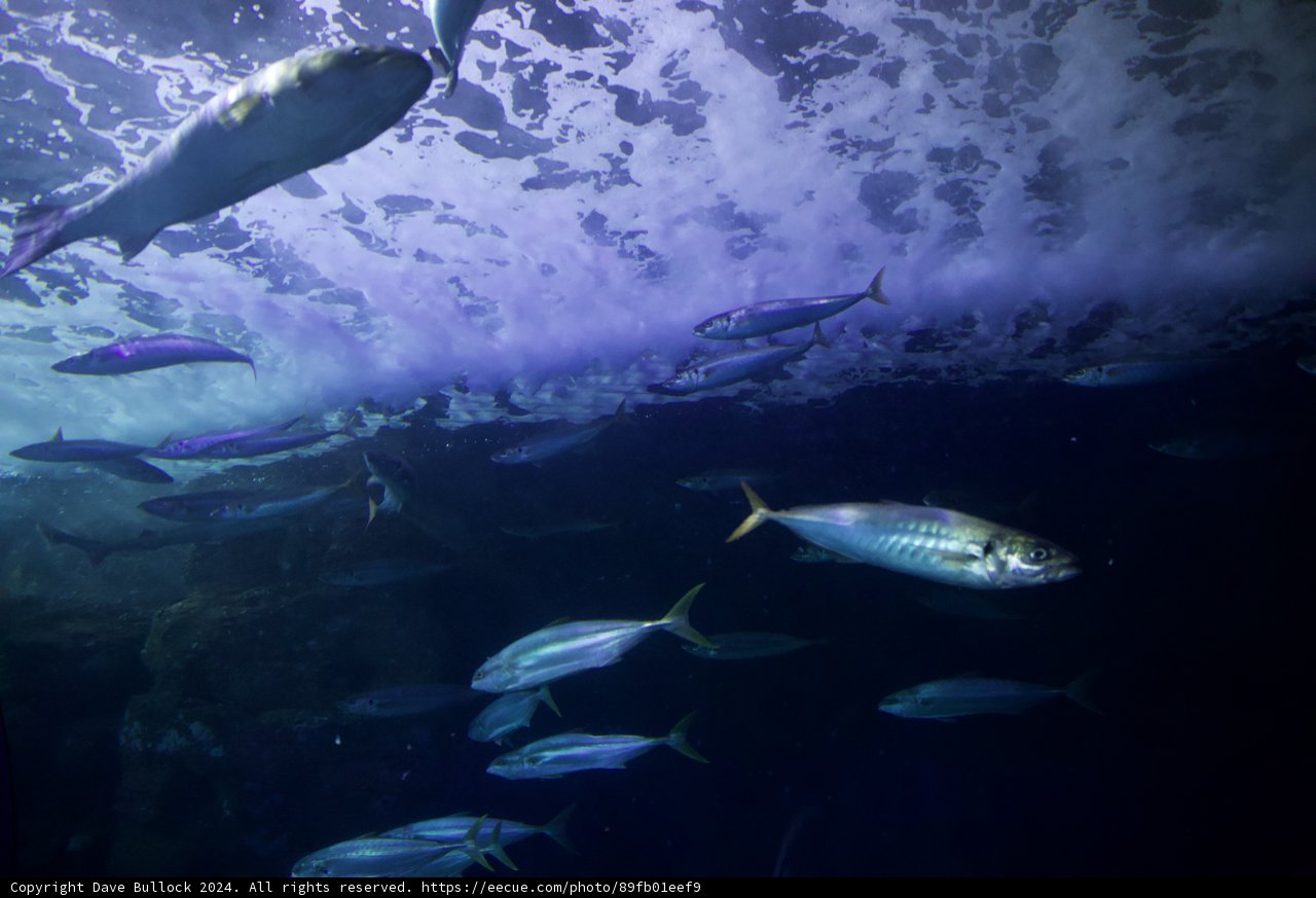 Vibrant Symphony of the Sea: An Aquarium's Treasure