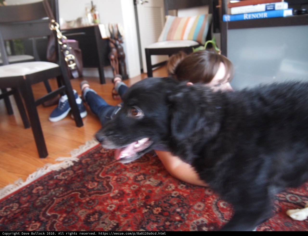 Black Labrador Retriever lounges on Hardwood Rug