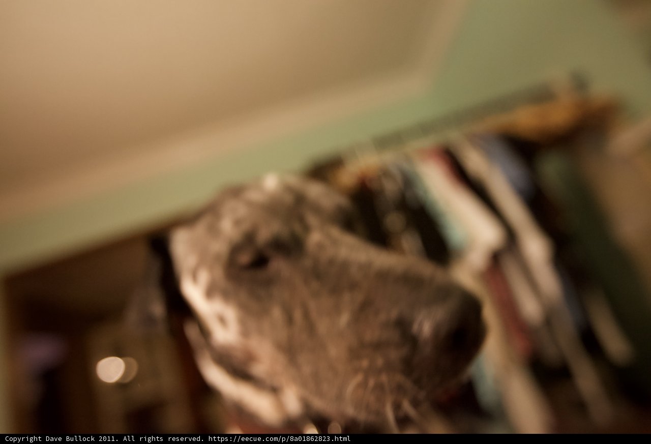 Great Dane Hound Pointer posing for the camera