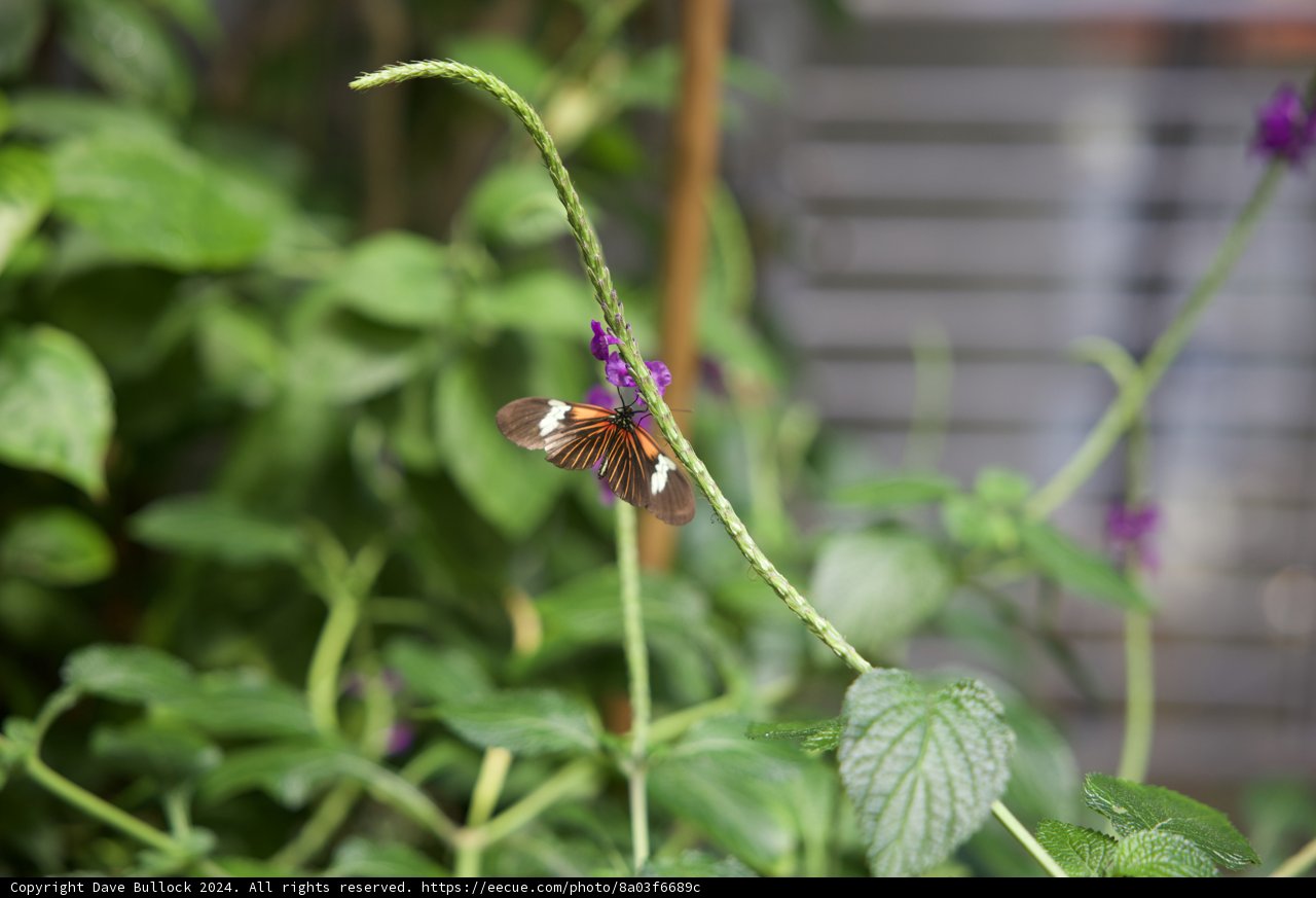 Nature's Serenity: A Butterfly Encounter