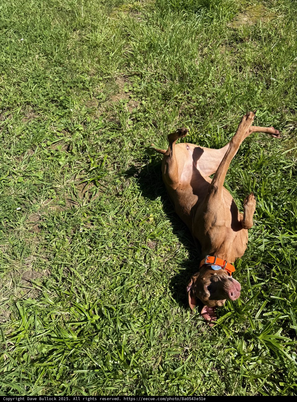 **Blissful Roll in the Sunshine**