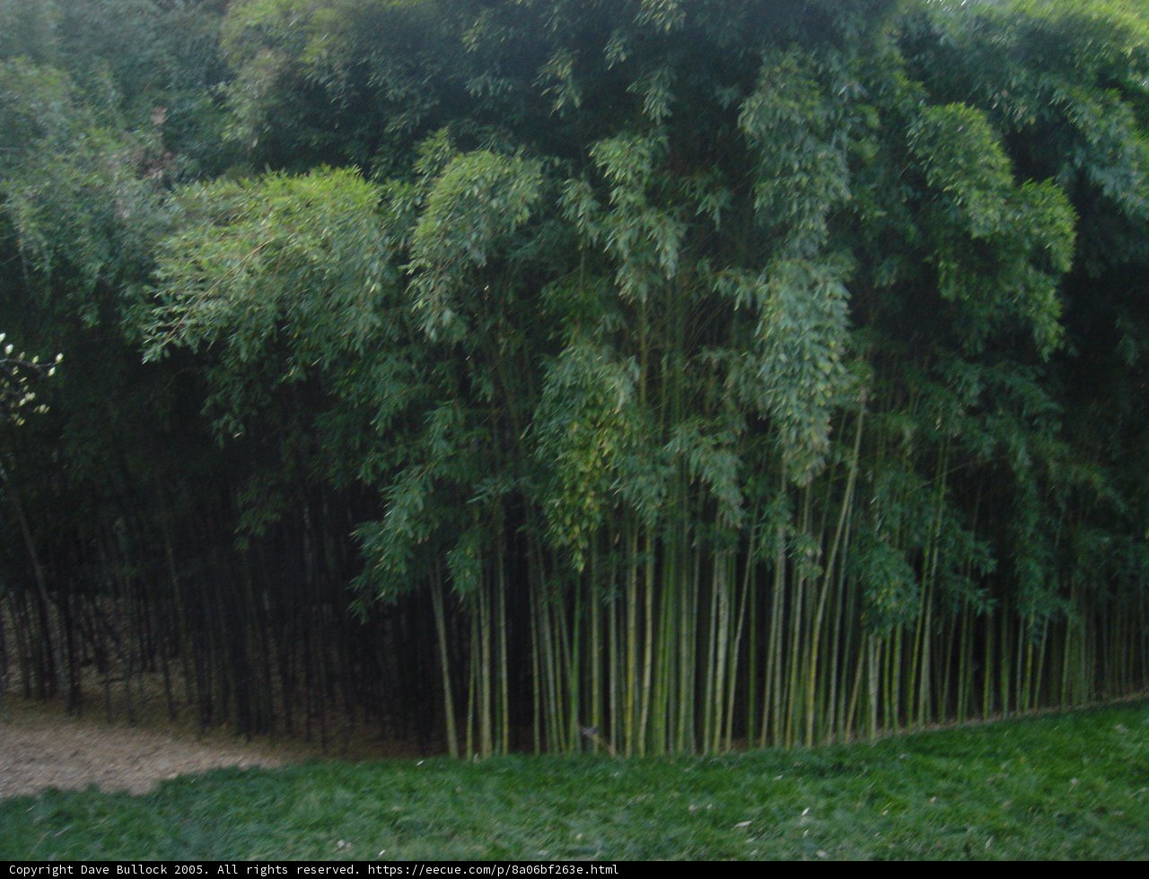 A Forest of Bamboo