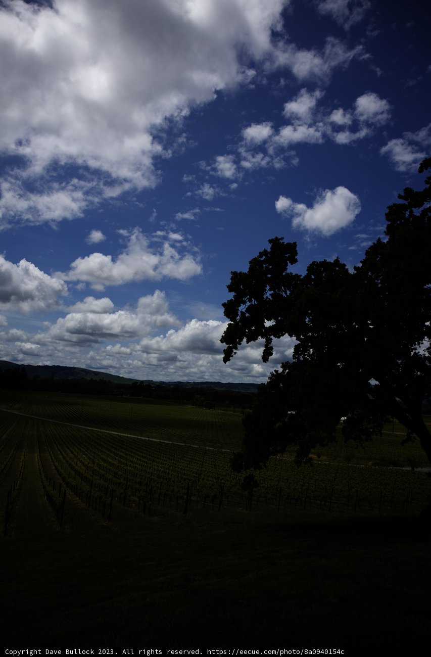 Serenity at Scribe Vineyard