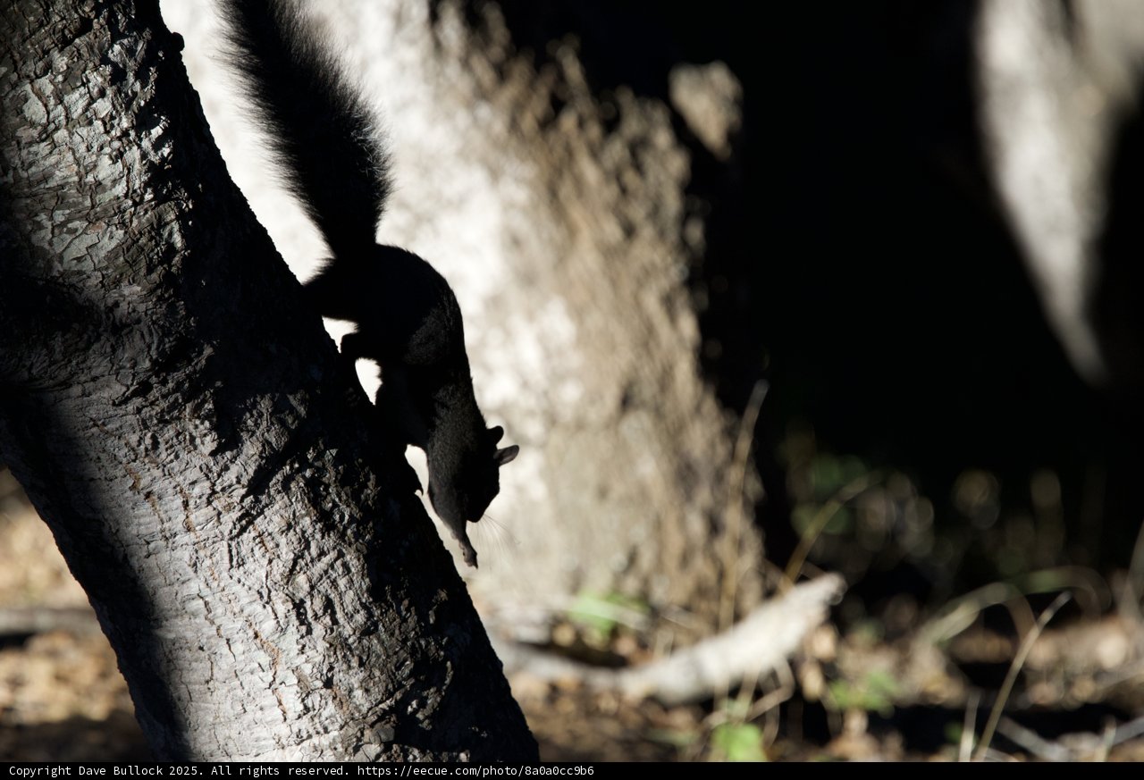 Shadow Play in the Forest