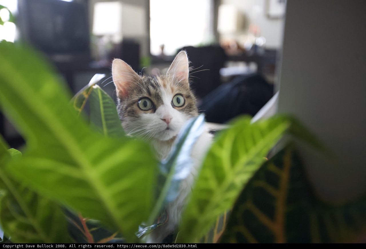 Curious Cat in the Greenery
