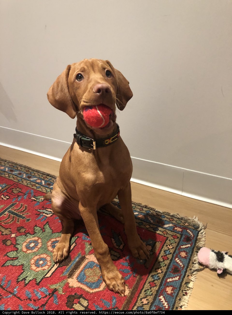 Playtime with a Vizsla
