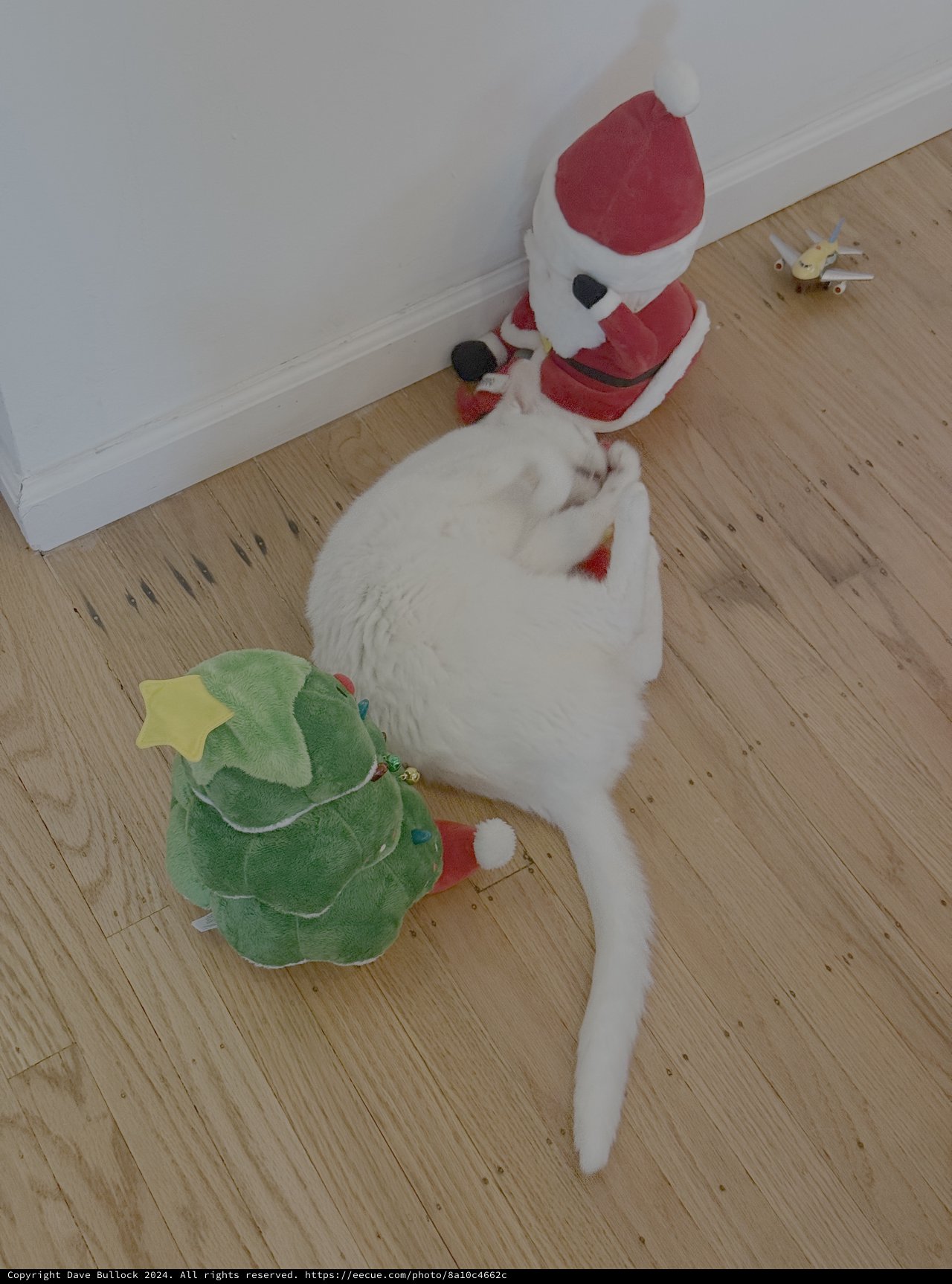 White Cat Playing with Christmas Toys
