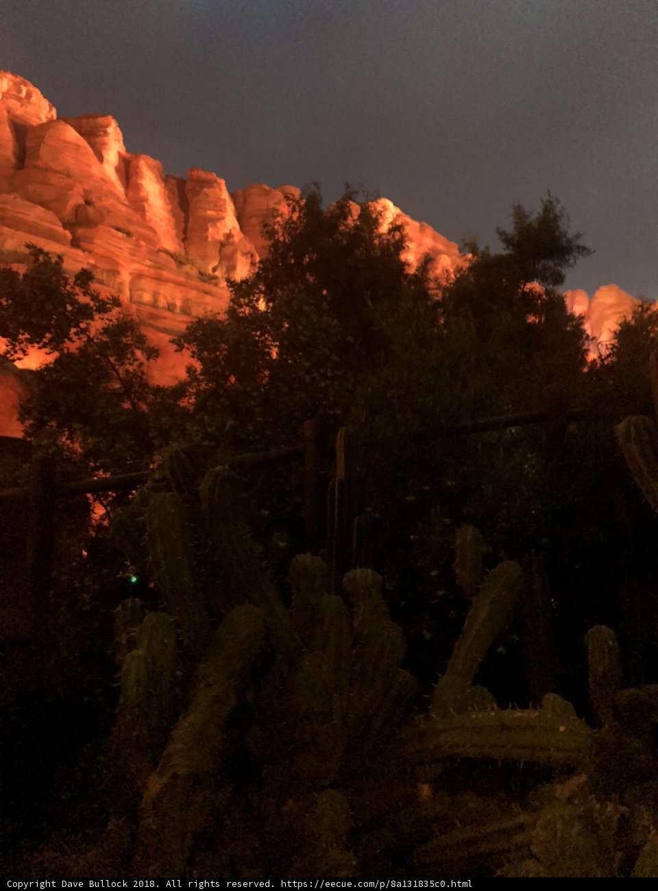 Desert Night Life