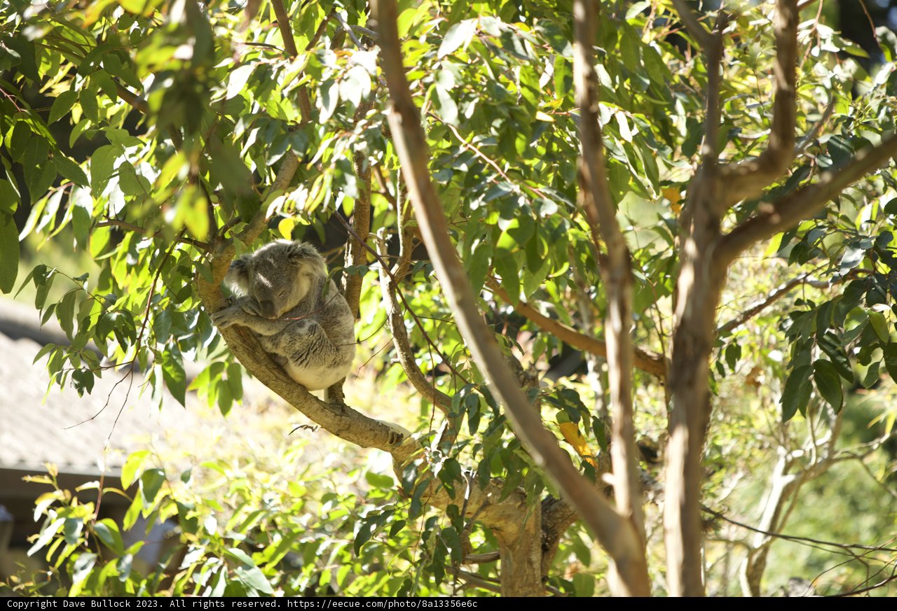 An Afternoon with the Koalas - San Francisco Zoo Adventure 2023