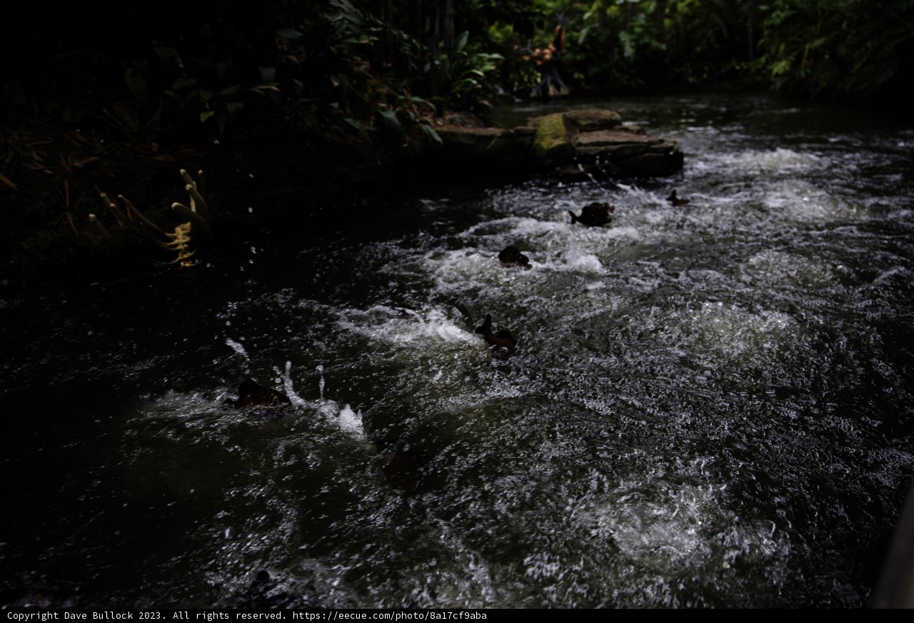 Serene River Adventure at Disneyland